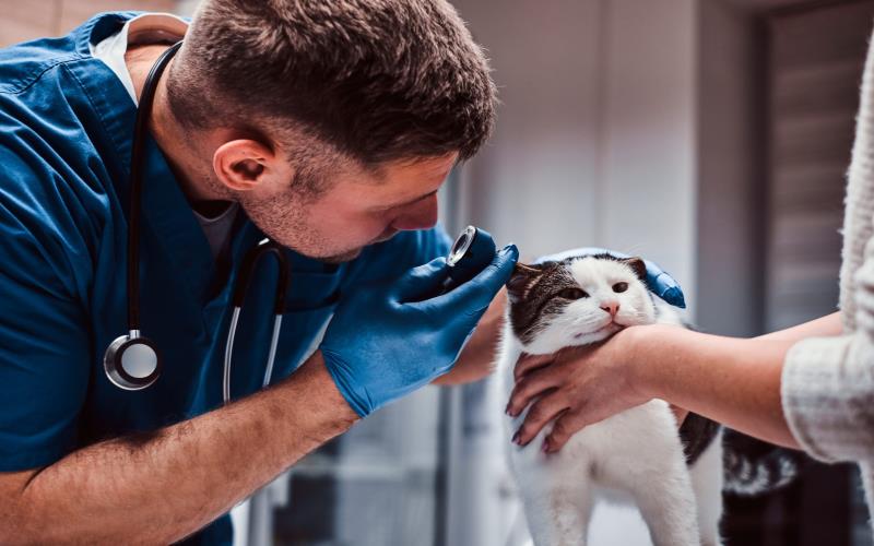 5 Factors To Consider When Choosing Disability Insurance as a Veterinary Student