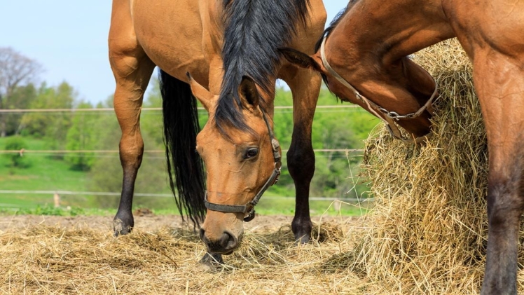 How to Choose Hay for Horse Feeding
